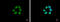 Histone H3 antibody, GTX122148, GeneTex, Immunofluorescence image 