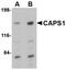 Calcium-dependent secretion activator 1 antibody, NBP1-77323, Novus Biologicals, Western Blot image 