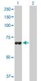 Zinc Finger Protein 37A antibody, H00007587-D01P, Novus Biologicals, Western Blot image 