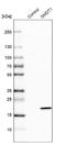 EMRE antibody, NBP1-84289, Novus Biologicals, Western Blot image 