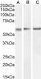 Fragile X mental retardation 1 protein antibody, 42-001, ProSci, Western Blot image 