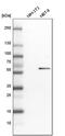 BAI1 Associated Protein 2 Like 1 antibody, PA5-56173, Invitrogen Antibodies, Western Blot image 