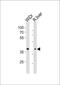 G Protein-Coupled Receptor 4 antibody, PA5-35256, Invitrogen Antibodies, Western Blot image 