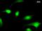 Leucine-rich repeat flightless-interacting protein 2 antibody, LS-C342788, Lifespan Biosciences, Immunofluorescence image 