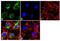 Apolipoprotein B antibody, MA5-14741, Invitrogen Antibodies, Immunofluorescence image 