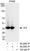 Non-Homologous End Joining Factor 1 antibody, A300-729A, Bethyl Labs, Immunoprecipitation image 