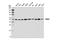 Pantothenate kinase 1 antibody, 23887S, Cell Signaling Technology, Western Blot image 