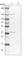 Family With Sequence Similarity 131 Member A antibody, HPA042800, Atlas Antibodies, Western Blot image 