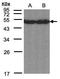 Cyclic AMP-responsive element-binding protein 3-like protein 1 antibody, PA5-28131, Invitrogen Antibodies, Western Blot image 