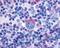 Psychosine receptor antibody, NLS1625, Novus Biologicals, Immunohistochemistry frozen image 
