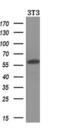 Amidophosphoribosyltransferase antibody, M05857, Boster Biological Technology, Western Blot image 