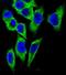 Tyrosine Hydroxylase antibody, orb224024, Biorbyt, Immunofluorescence image 