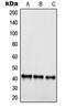 Sphingosine 1-phosphate receptor 4 antibody, LS-C353086, Lifespan Biosciences, Western Blot image 