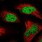 Nucleolar Protein 4 Like antibody, HPA043600, Atlas Antibodies, Immunofluorescence image 