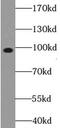 Protein argonaute-1 antibody, FNab02697, FineTest, Western Blot image 