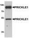 PRICKLE1 antibody, PA5-72728, Invitrogen Antibodies, Western Blot image 