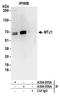 DnaJ Heat Shock Protein Family (Hsp40) Member C1 antibody, A304-056A, Bethyl Labs, Immunoprecipitation image 