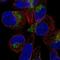 Solute Carrier Family 49 Member 4 antibody, PA5-67249, Invitrogen Antibodies, Immunofluorescence image 