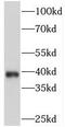 Paired Like Homeodomain 1 antibody, FNab06473, FineTest, Western Blot image 