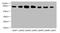 Calmegin antibody, A62290-100, Epigentek, Western Blot image 
