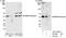 RB Binding Protein 4, Chromatin Remodeling Factor antibody, A301-206A, Bethyl Labs, Immunoprecipitation image 