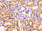 Nuclear Receptor Subfamily 2 Group F Member 6 antibody, LS-C671356, Lifespan Biosciences, Immunohistochemistry paraffin image 