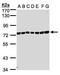 UV Stimulated Scaffold Protein A antibody, PA5-28497, Invitrogen Antibodies, Western Blot image 