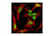 Methyl-CpG Binding Protein 2 antibody, 3456S, Cell Signaling Technology, Immunofluorescence image 