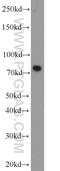 Neurochondrin antibody, 13187-1-AP, Proteintech Group, Western Blot image 