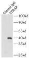 Serine/Threonine Kinase Receptor Associated Protein antibody, FNab08351, FineTest, Immunoprecipitation image 