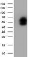 LIM Homeobox 1 antibody, TA504587S, Origene, Western Blot image 