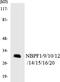 NBPF Member 1 antibody, LS-C200253, Lifespan Biosciences, Western Blot image 