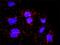 Mitotic checkpoint serine/threonine-protein kinase BUB1 beta antibody, orb89562, Biorbyt, Immunofluorescence image 