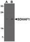 Succinate Dehydrogenase Complex Assembly Factor 1 antibody, PA5-34393, Invitrogen Antibodies, Western Blot image 