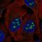 BLCAP Apoptosis Inducing Factor antibody, HPA047390, Atlas Antibodies, Immunofluorescence image 