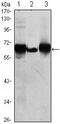 Alkaline Phosphatase, Placental antibody, MA5-15652, Invitrogen Antibodies, Western Blot image 