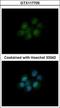 Dihydrofolate Reductase antibody, GTX117705, GeneTex, Immunocytochemistry image 
