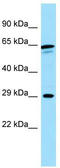 Calneuron 1 antibody, TA343217, Origene, Western Blot image 