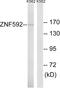 Zinc Finger Protein 592 antibody, LS-C120479, Lifespan Biosciences, Western Blot image 