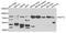 RUN And FYVE Domain Containing 2 antibody, A7983, ABclonal Technology, Western Blot image 