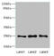 Ras-related protein Rab-3B antibody, MBS7001085, MyBioSource, Western Blot image 