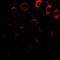 Melanoma-associated antigen D1 antibody, orb378161, Biorbyt, Immunofluorescence image 