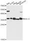 Nucleolar Protein 12 antibody, A14666, Boster Biological Technology, Western Blot image 
