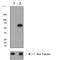 Cell division control protein 6 homolog antibody, ab75809, Abcam, Western Blot image 