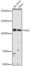 Hexokinase 2 antibody, GTX55657, GeneTex, Western Blot image 