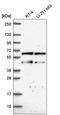CCR4-NOT transcription complex subunit 2 antibody, HPA067711, Atlas Antibodies, Western Blot image 