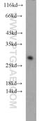 Canopy FGF Signaling Regulator 4 antibody, 22086-1-AP, Proteintech Group, Western Blot image 