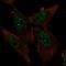 Zinc Finger And BTB Domain Containing 4 antibody, NBP2-49425, Novus Biologicals, Immunofluorescence image 
