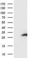 SSX Family Member 1 antibody, TA502693, Origene, Western Blot image 