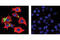 Fatty Acid Binding Protein 4 antibody, 3544S, Cell Signaling Technology, Immunofluorescence image 